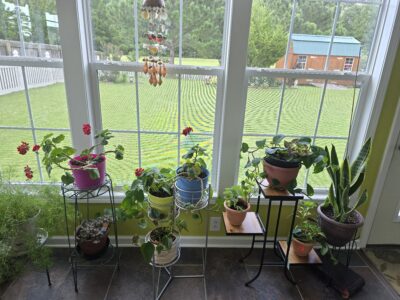 Assorted Potted Plants with Plant Stands