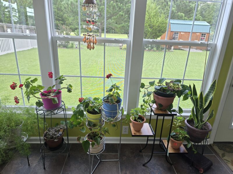 Assorted Potted Plants with Plant Stands